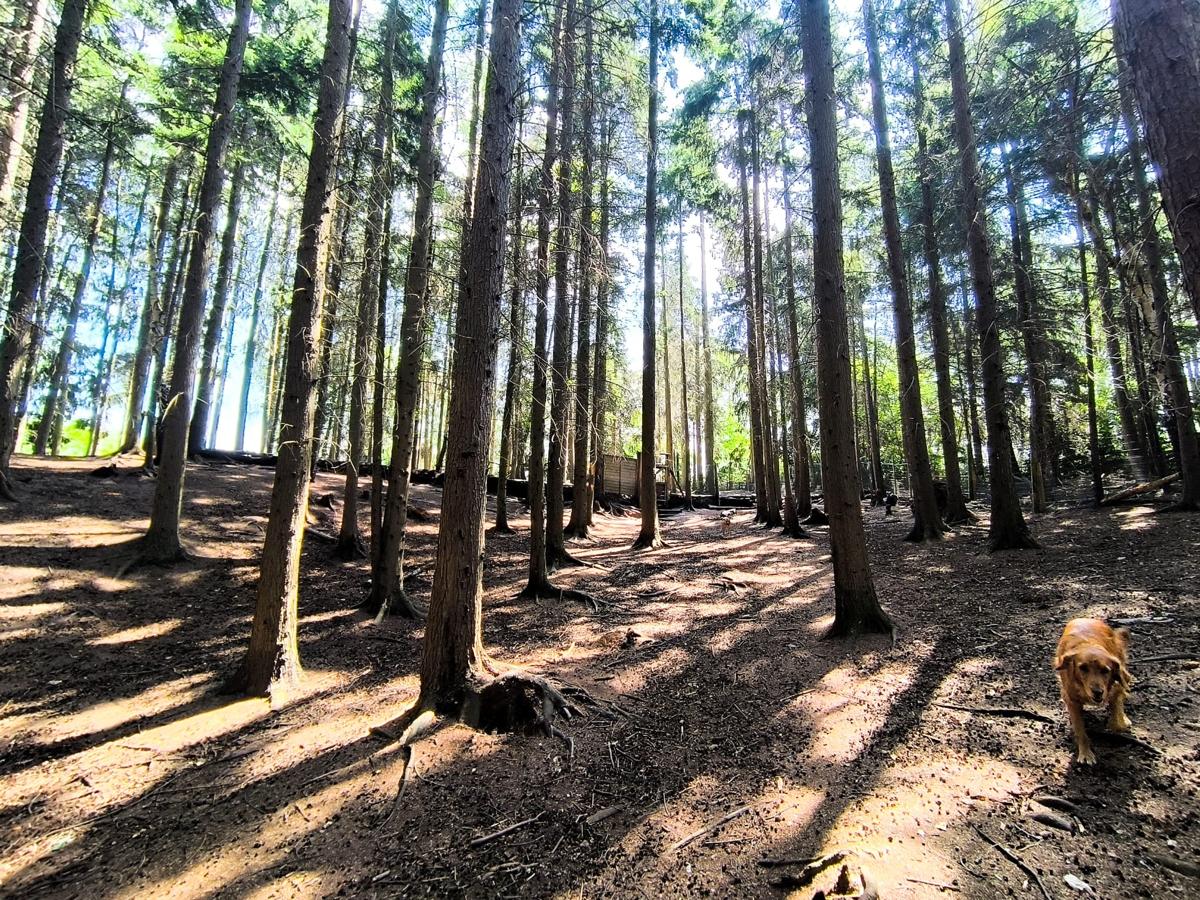 The Duncan's Dog Co woodland facility