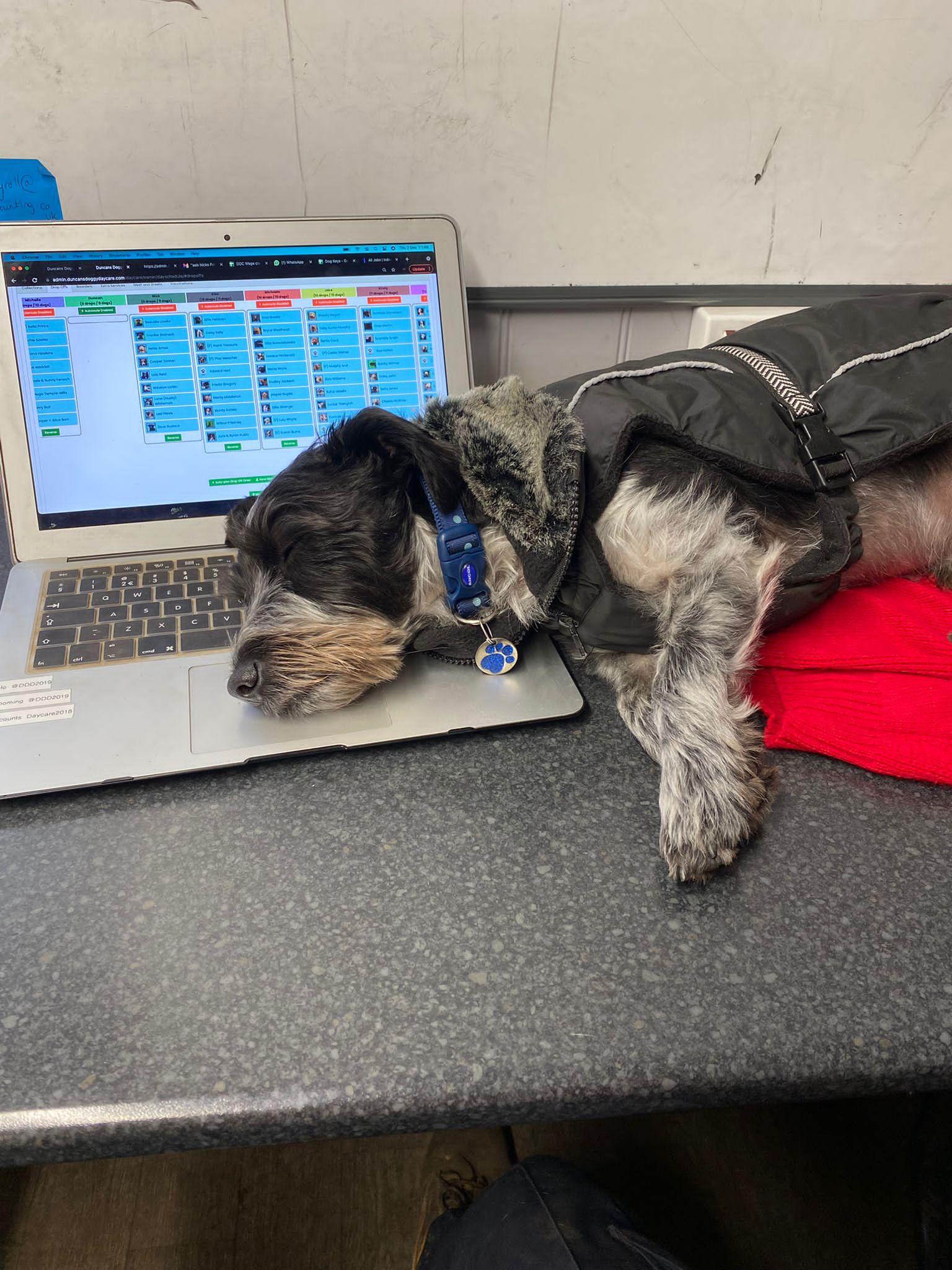 The 7 Best Dog Daycare Software Platforms in 2025 (Honest Comparison)