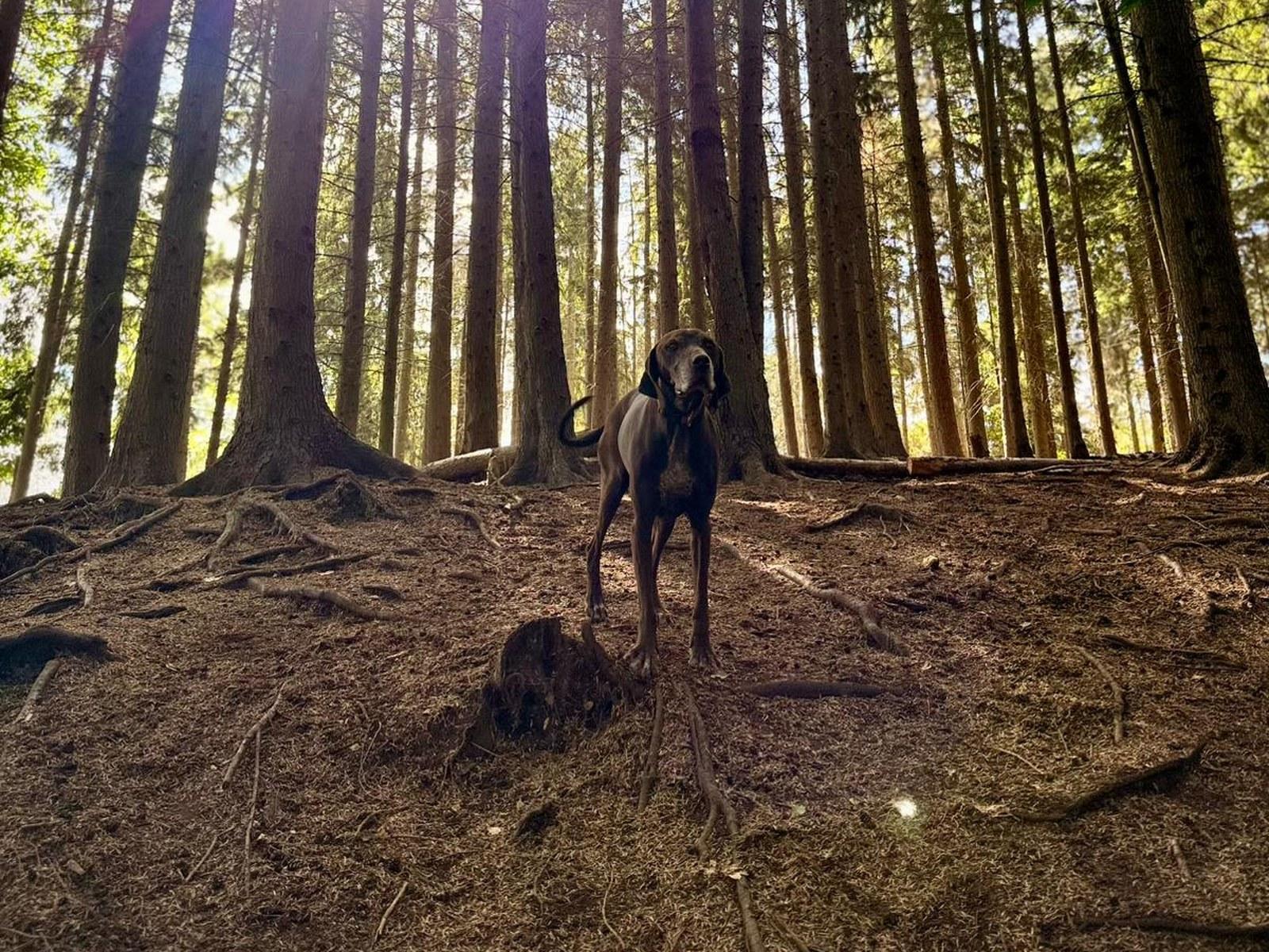 Dog daycare software in the UK: nine systems compared for 2026