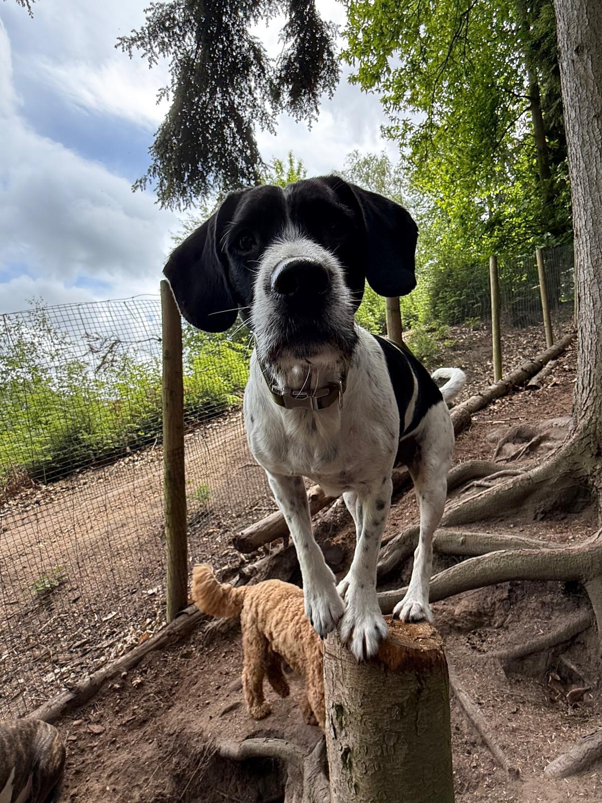 How to Manage Dog Daycare Bookings Without the Chaos