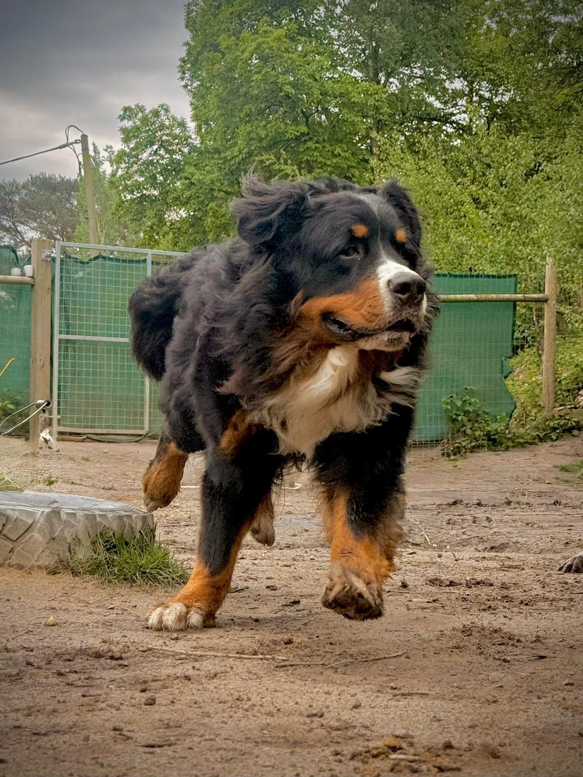 What Features Should Dog Boarding Software Have? A Complete Checklist