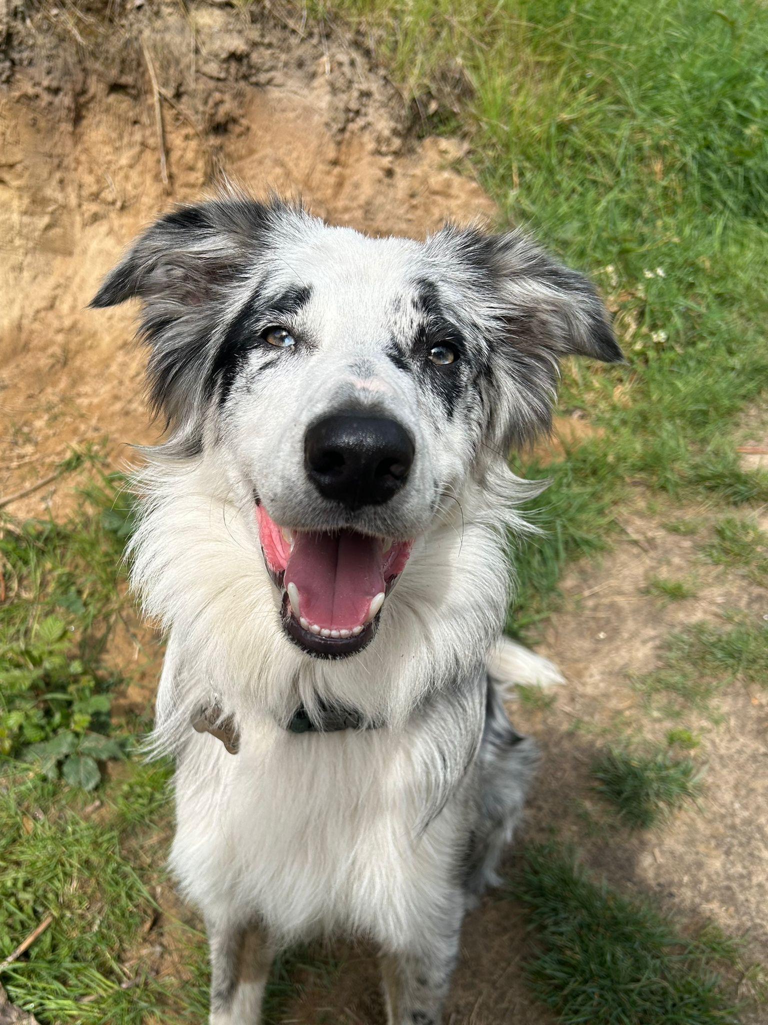 Can You Run a Dog Daycare Without Software? (Spoiler: You Probably Shouldn't)