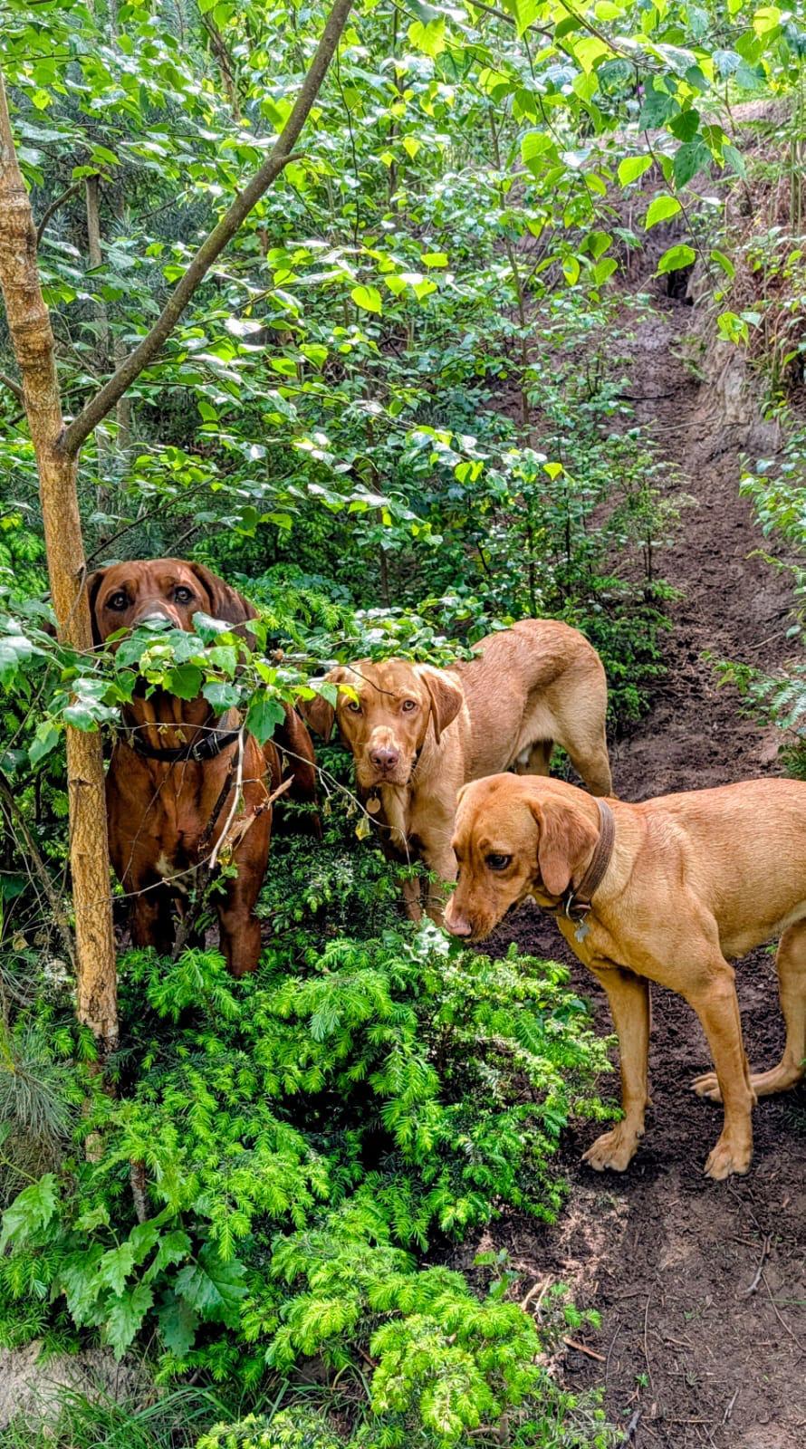 Recent Press Concerns Raise Important Questions About Dog Daycare Transport Times