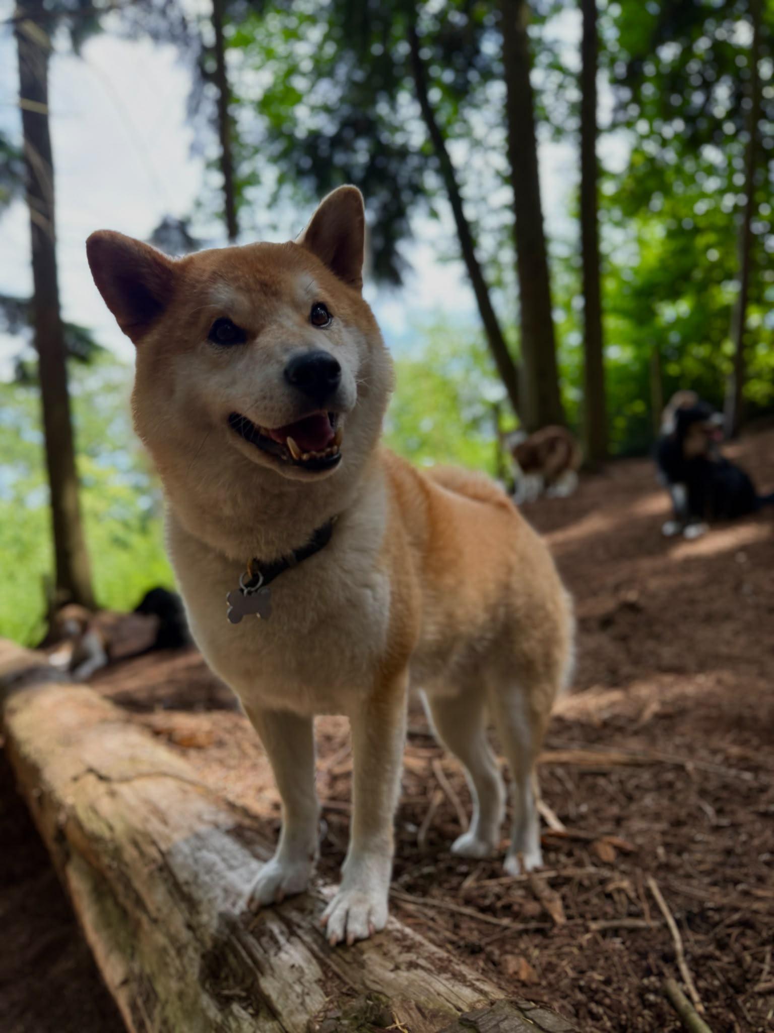How to get more dog daycare clients (that actually stick)