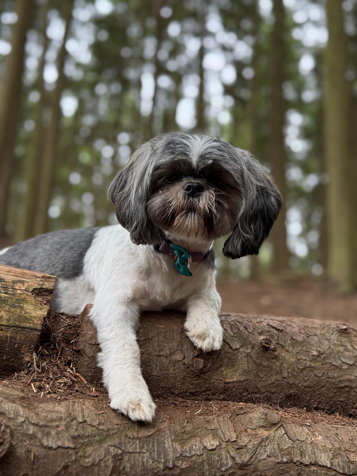 What licence do you need to run a dog daycare in the UK?